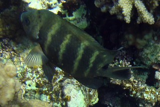 Abudefduf sordidus - Schwarzpunkt-Sergeant (Feldwebelfisch)